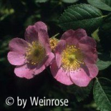 Rosa rubiginosa