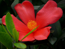 Camellia-Azalea-neu.jpg