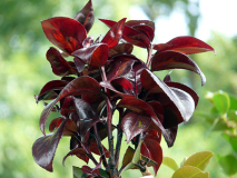 Red-Leaf-Bella-neu.jpg