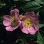 Rosa rubiginosa 65x65