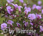Cytisus purpureus