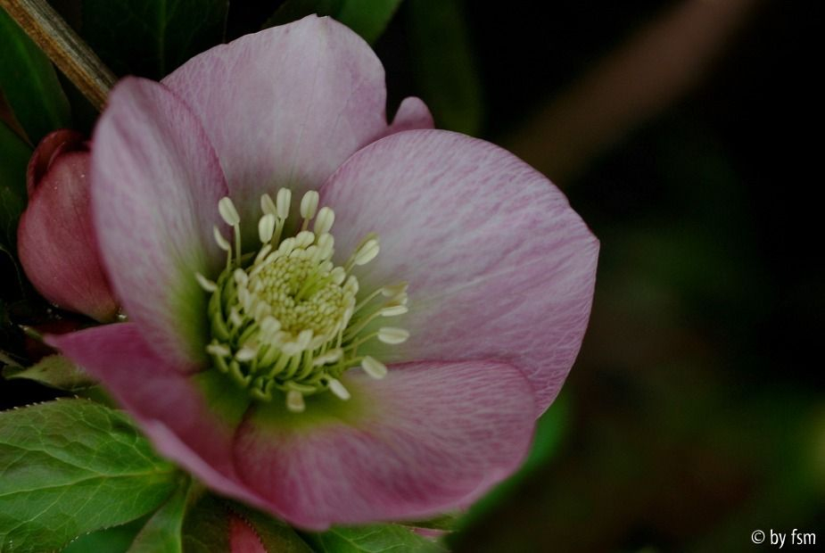 Helleborus Rosa Schalen Bastin 1 22-02-2009