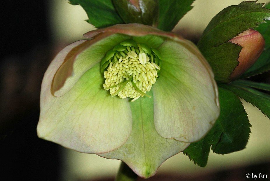 Helleborus Apricot Creme Grün Bastin 1 22-02-2009