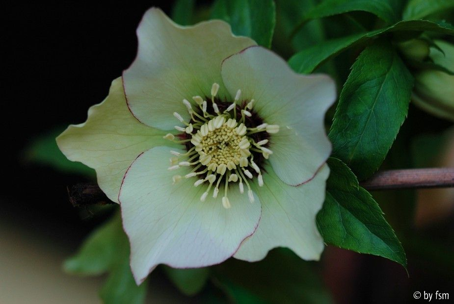 Helleborus Weiss Rot Rand Bastin 1 22-02-2009