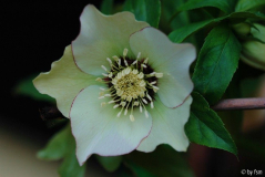 Helleborus Weiss Rot Rand Bastin 1 22-02-2009