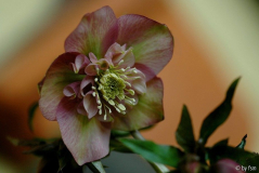 Helleborus Rosa Grün Picotee Bastin 1 22-02-2009