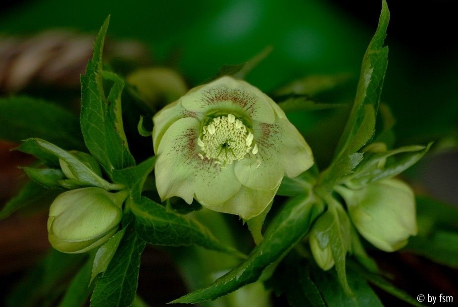 Helleborus Grün rote Punkte Bastin 1 22-02-2009
