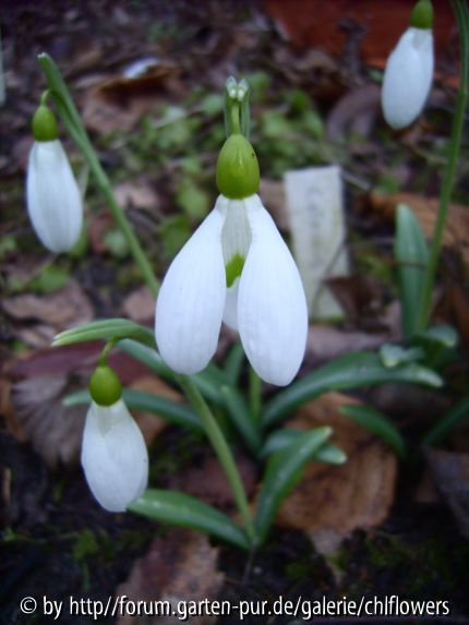 Galanthus plicatus Colossus Blüte