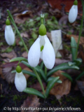 Galanthus plicatus Colossus Blüte