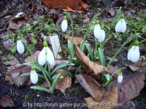 Galanthus plicatus Colossus
