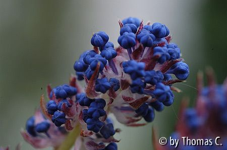Säckelblume - Beginn der Blüte