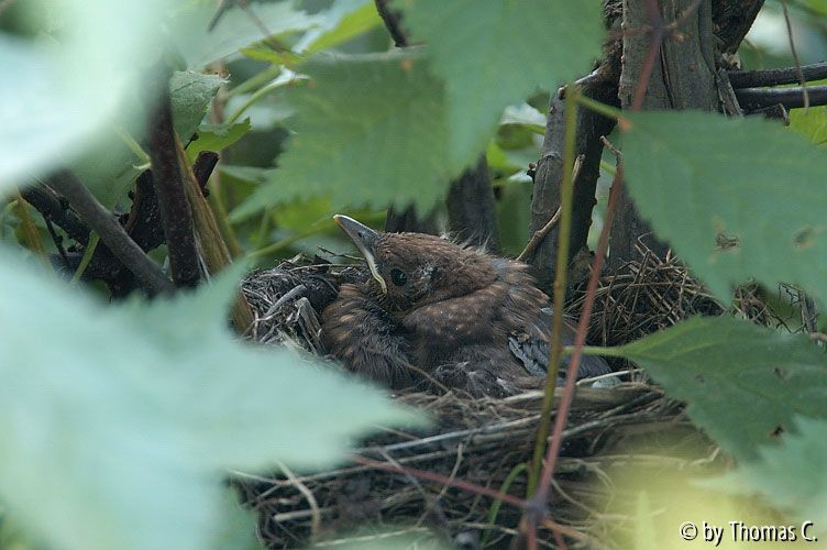 Amselnest 09 - Nachwuchs sieht schon richtig nach Amsel auss