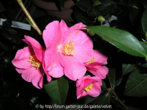 rosa Unbekannte - wer bin ich?