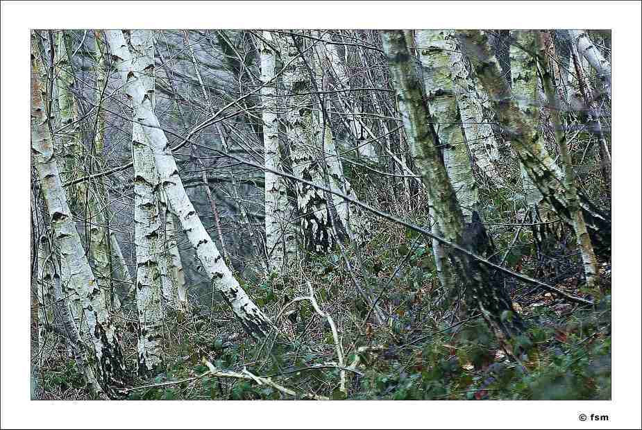 Betula 1 19-02-2009