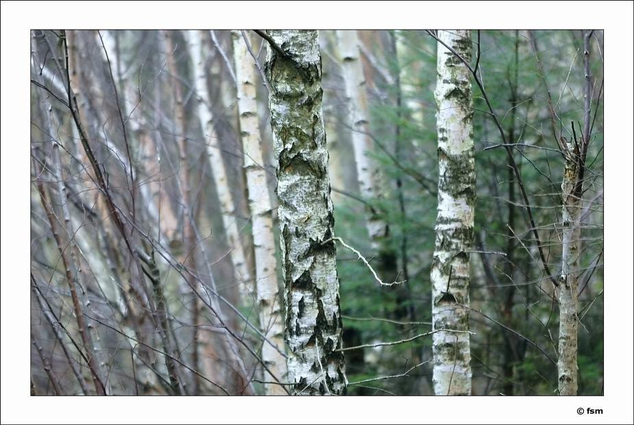 Betula 2 19-02-2009