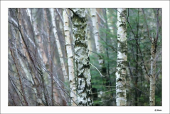 Betula 2 19-02-2009