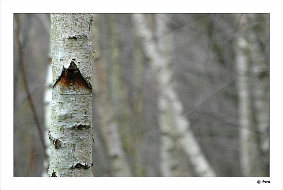 Betula 3 19-02-2009