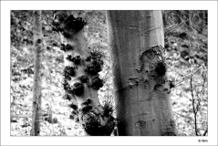 Fagus sw 1 19-02-2009