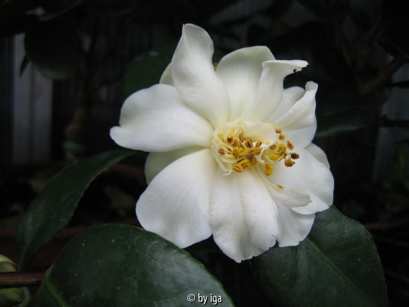 white swan25