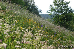 Sterndoldenwiese im Juni