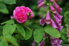 Rosa Yolande d_Aragon 1 14-06-2008