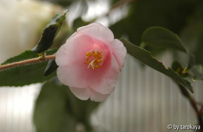 rosiflora cascade09