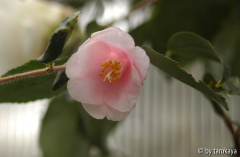 rosiflora cascade09