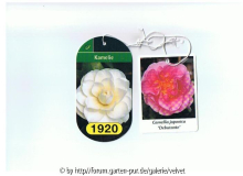 Etiketten von Aldi-Kamelien