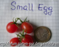 Tomate Small Egg