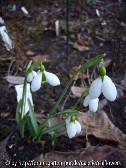 Galanthus Merlin