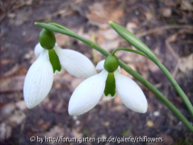 Galanthus 