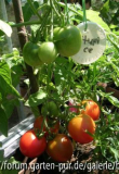 Tomate Stupice