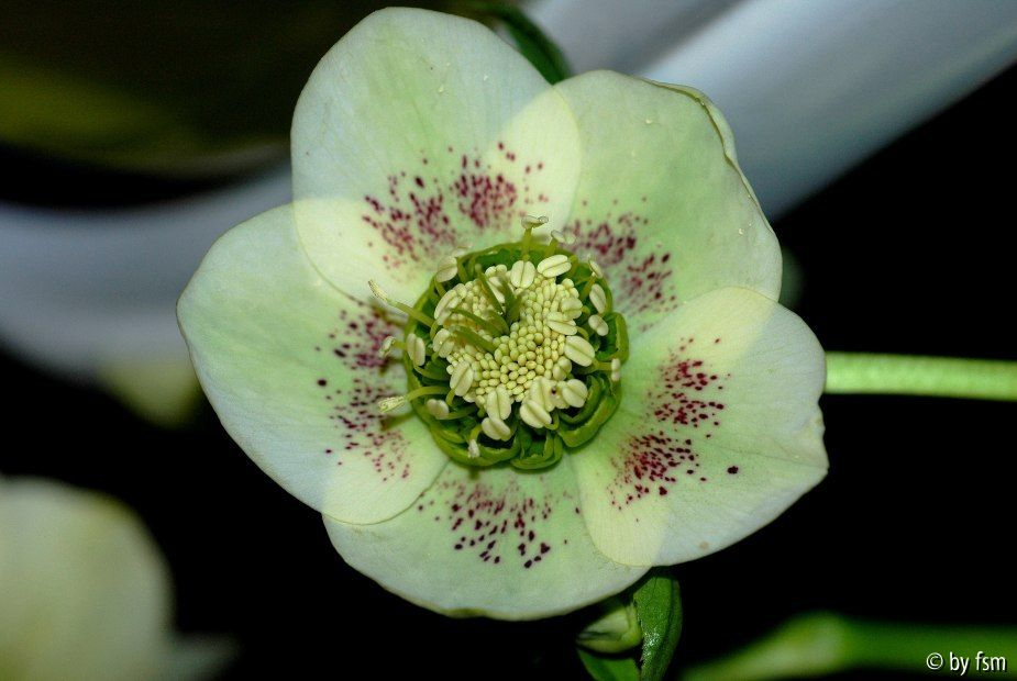 Helleborus Schmiemann 3 27-02-2009