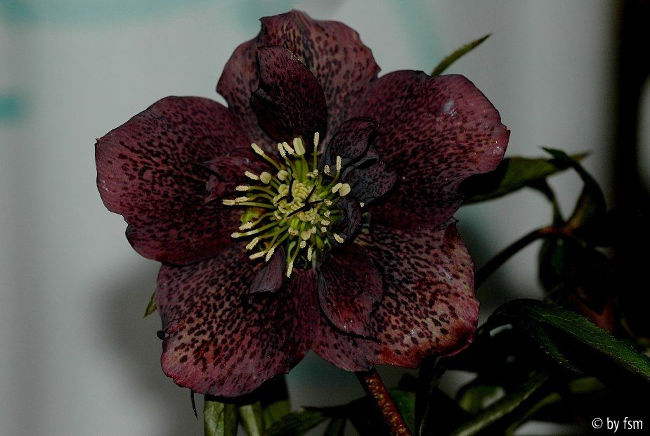 Helleborus Schmiemann 2 27-02-2009