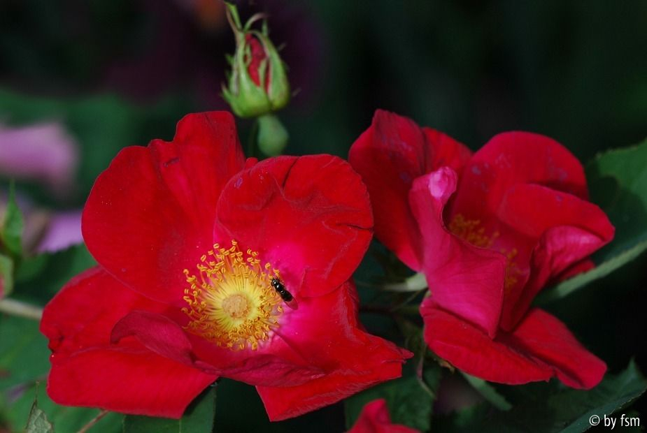 Rosa Scharlachglut 1 03-06-2008