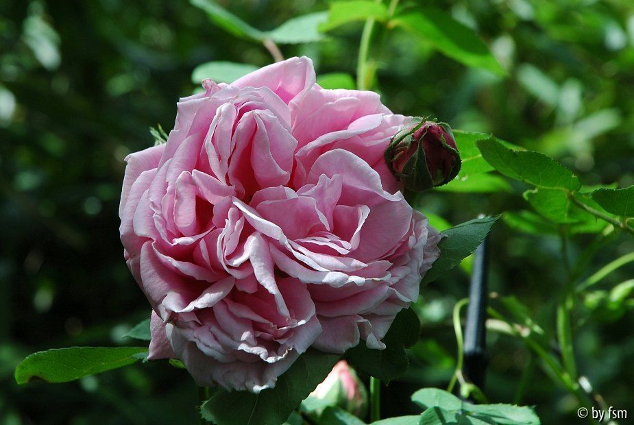 Rosa Caroline Testout 1 03-06-2008.