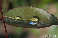 Tropfenfamilie auf Mutabilis-Blatt
