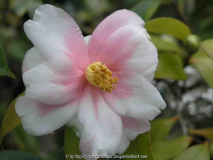 Camellia sas. Shibori- Egao 09
