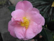 Camellia Hyb. Pink Icicle 09