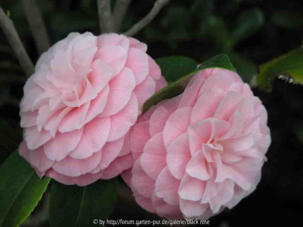 Camellia jap. Otome 09