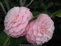 Camellia jap. Otome 09