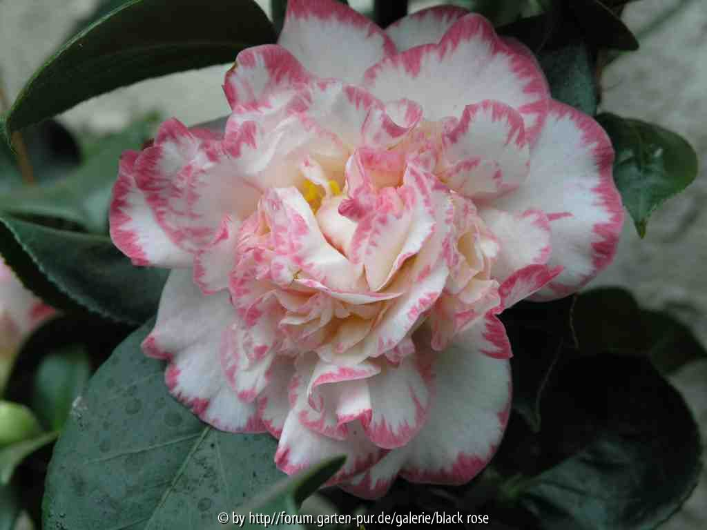 Camellia jap. Margaret Davis 09