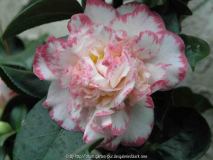 Camellia jap. Margaret Davis 09