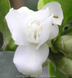 Camellia Fraterna 09