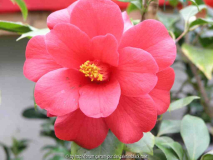 Camellia jap. Fire Dance 09
