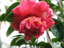 Camellia jap. Feuerwerk 09