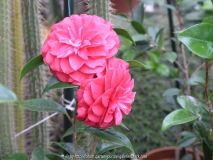 Camellia jap. Elena Nobili 09