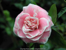 Camellia jap. Diddy´s Pink Organdie 09