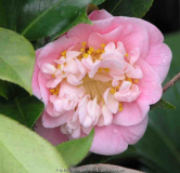 Camellia jap. Califormia 09