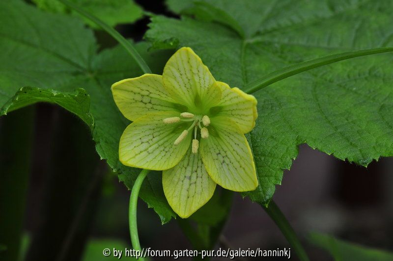 Fritillaria China_onbekend